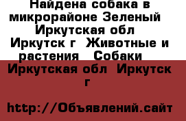 Найдена собака в микрорайоне Зеленый - Иркутская обл., Иркутск г. Животные и растения » Собаки   . Иркутская обл.,Иркутск г.